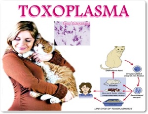 Obat Pembasmi Infeksi Virus Toxoplasma