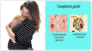 Penanggulangan Virus Toxoplasma